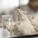 Illustration for article titled Mice With Two Mothers and No Father Live Longer